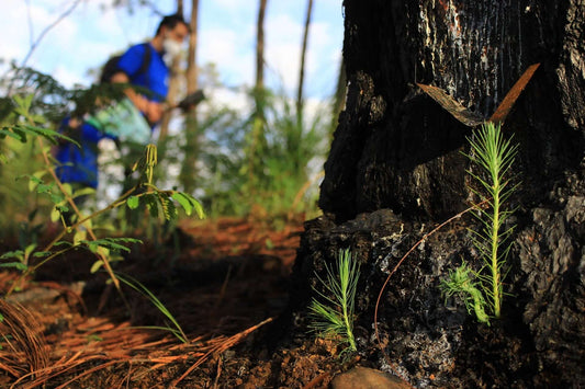 "Wyld Peak Partners with Sprout and theGoodApi for Tree Planting Initiative" – Wyld Peak’s new partnership to plant a tree for every order placed, supporting sustainability.